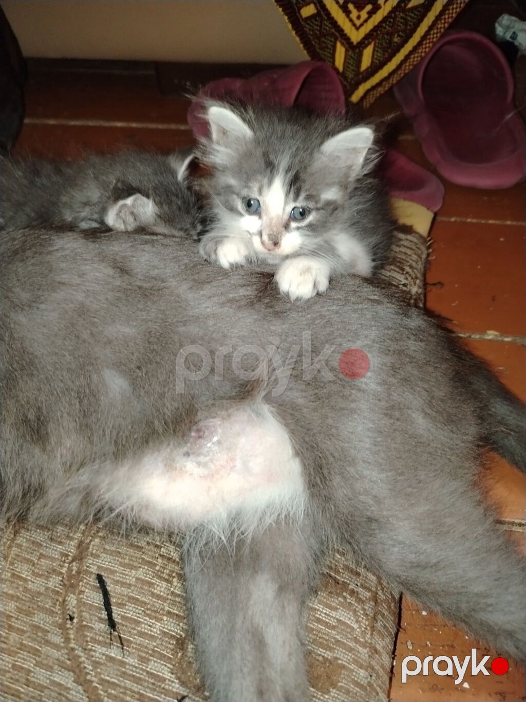 Sibir, Erkək, Yaxşı əllərə, Ünvandan götürmə — Pişiklər, Xırdalan (4)