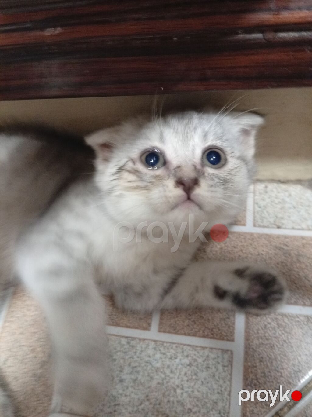 Şotland yastı qulaq, Erkək, Yaxşı əllərə, Ünvandan götürmə — Pişiklər, Digah (4)