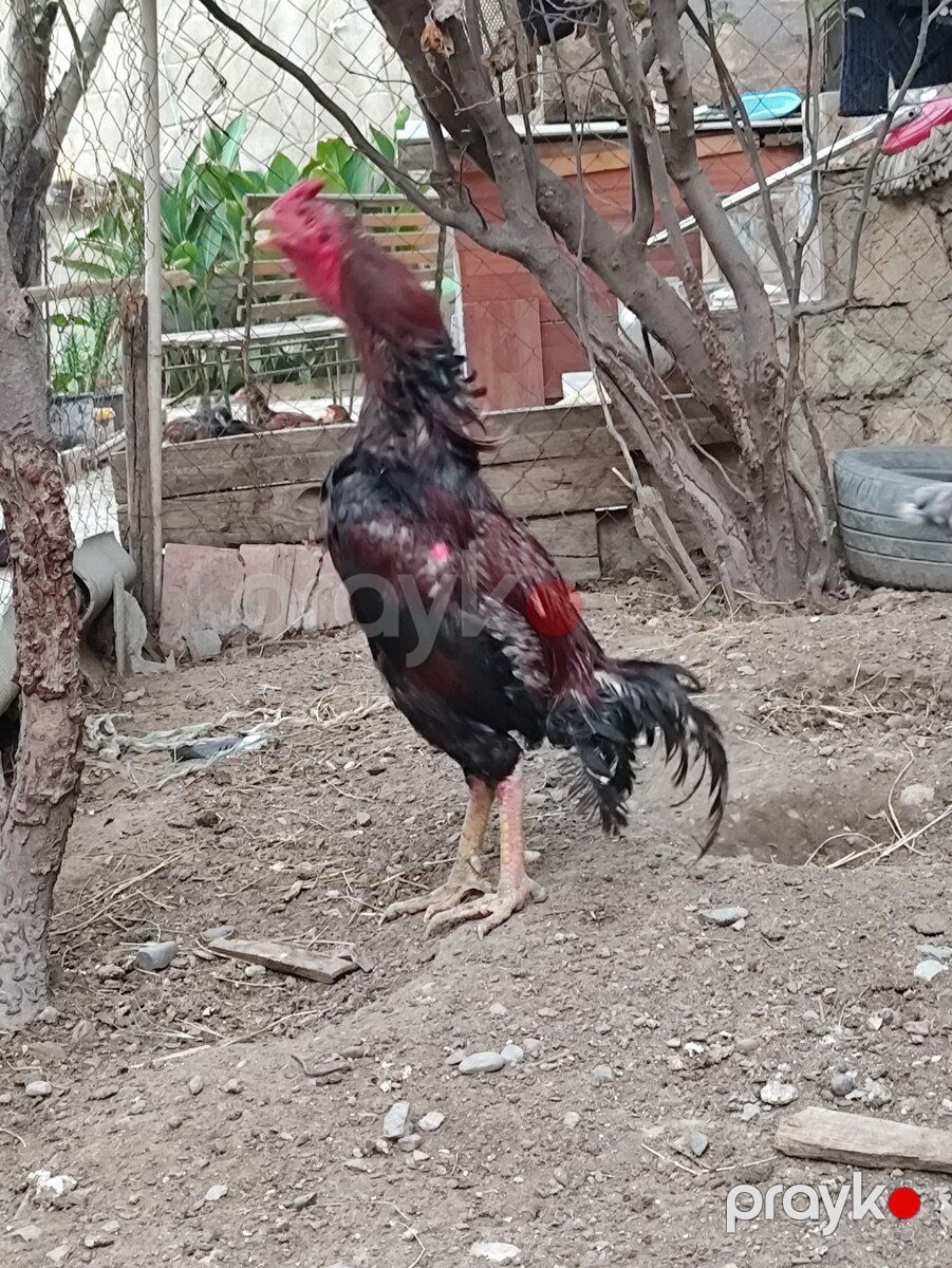 Heyratı beçə — Quşlar, Bakı (2)