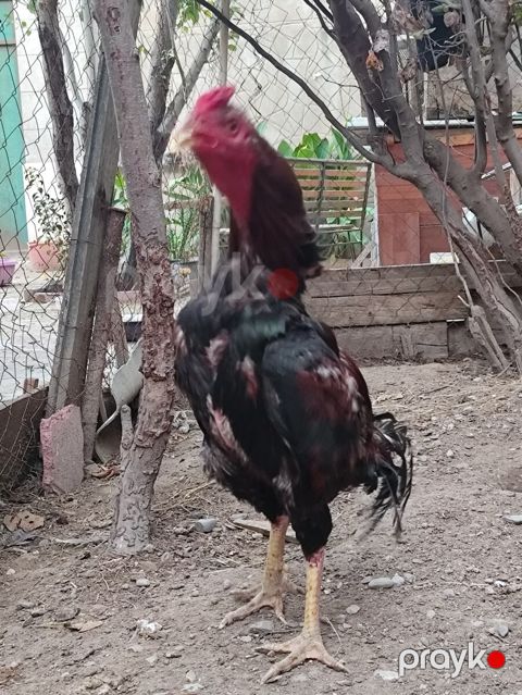 Heyratı beçə — Bakı