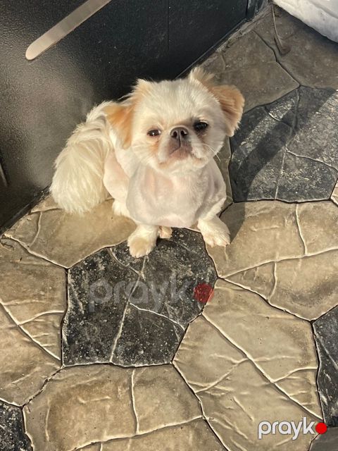Pekines — Bakı