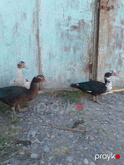 Real aliciya endirim olcaq lal ordek muscovyy cinsi kg — Yevlax