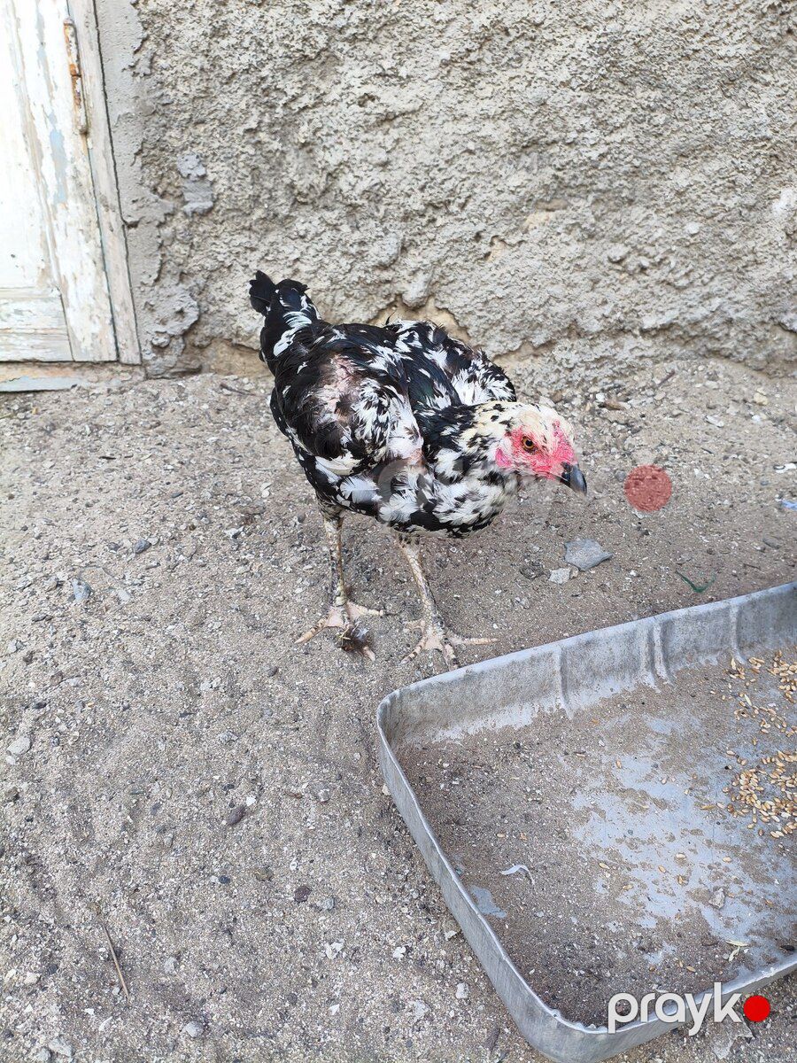 Heyratılar — Quşlar, Bakı (7)