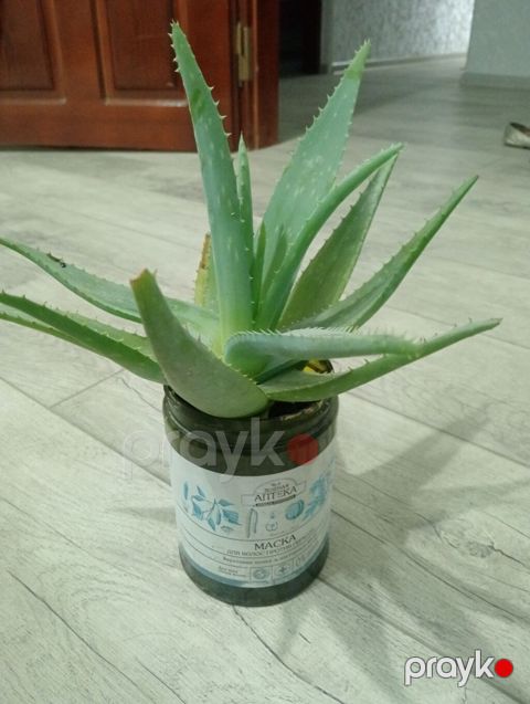 Aloe vera (sukkulent bitki) – dekorativ və faydalı ev bitkisi - Növ — Bakı
