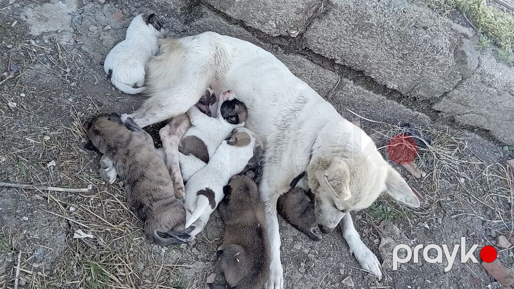 1 ay, Erkək — Köpəklər, Mehdiabad (3)