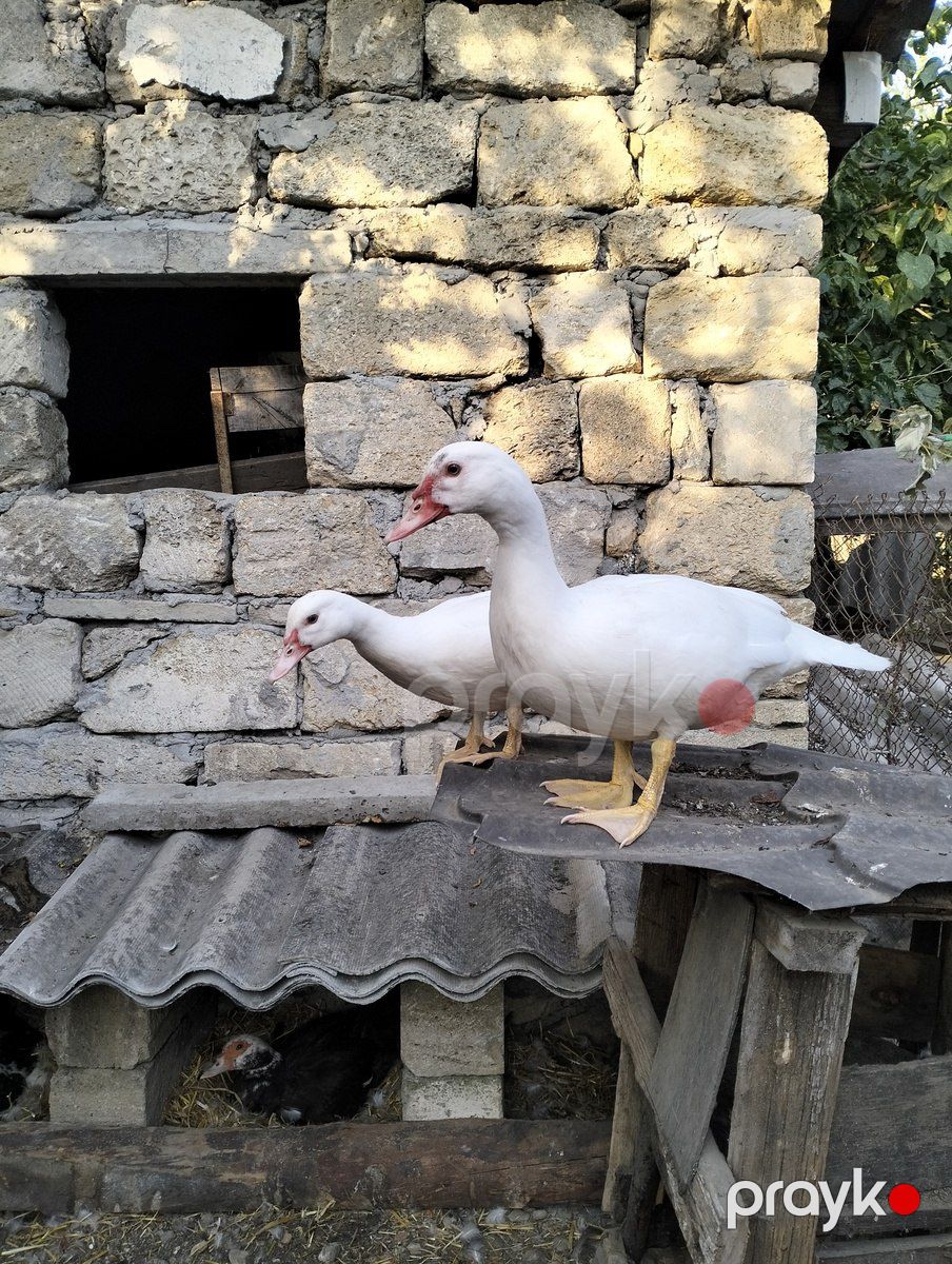 Lal ördəklər — Quşlar, İsmayıllı (2)