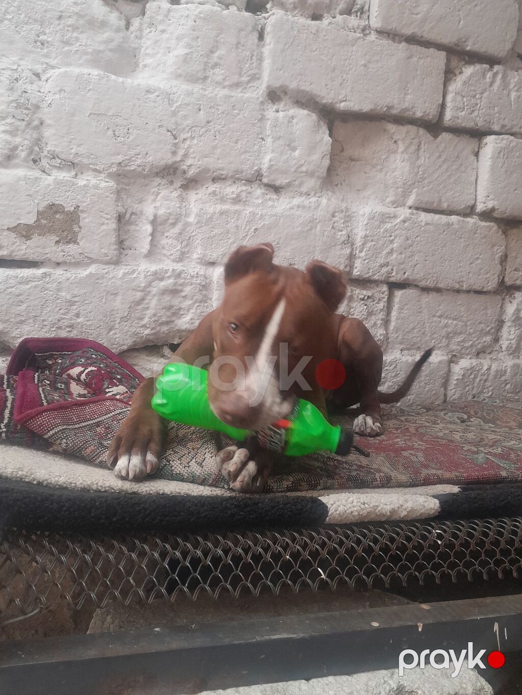 Pitbul, 5 ay, Dişi — Köpəklər, Masazır (2)