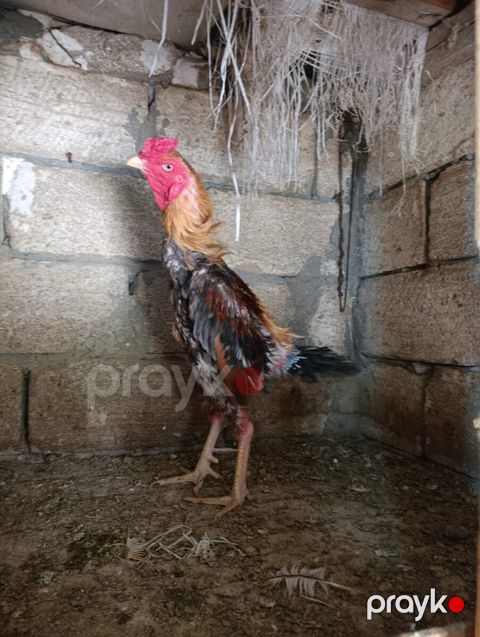 Heyratı xoruzlar — Sumqayıt