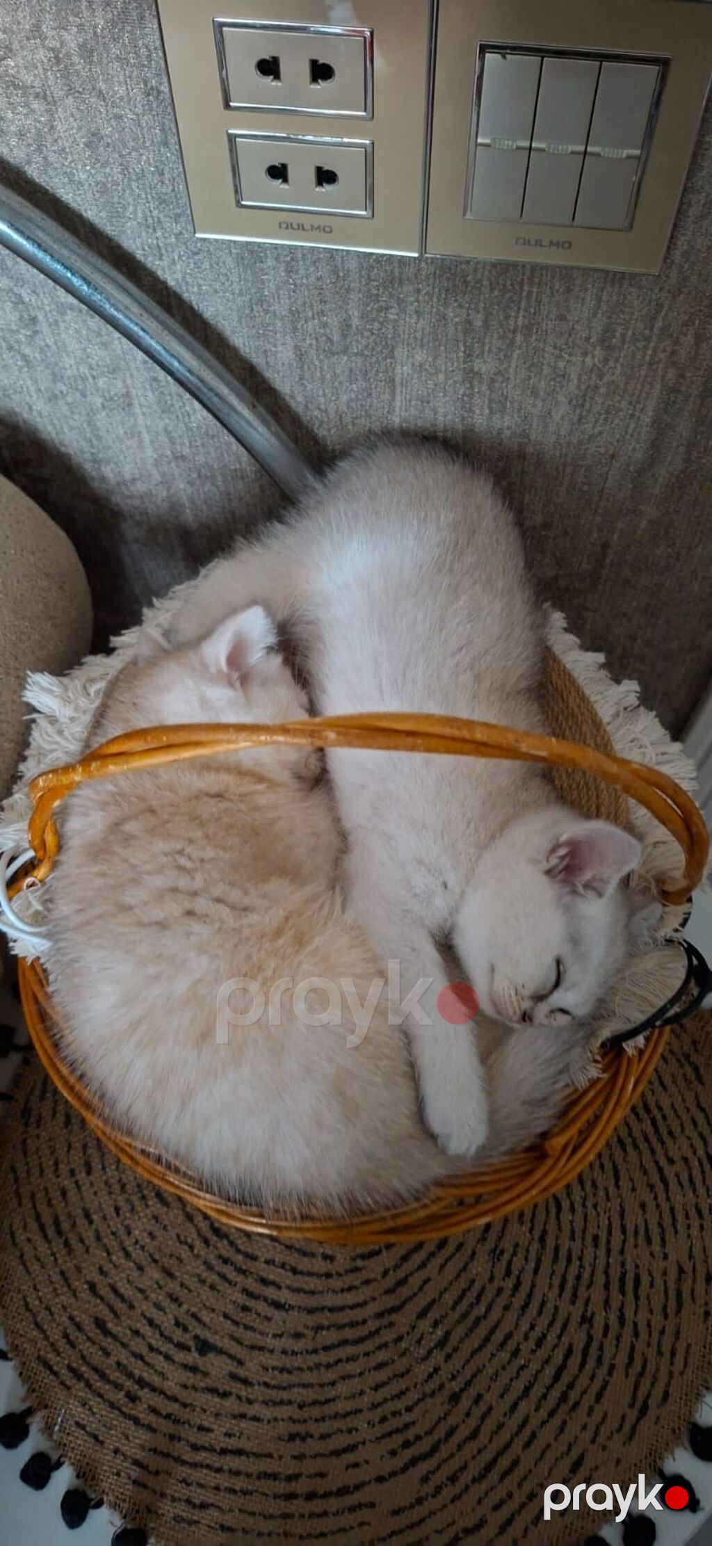 Şinşilla, Erkək — Pişiklər, Digah (3)
