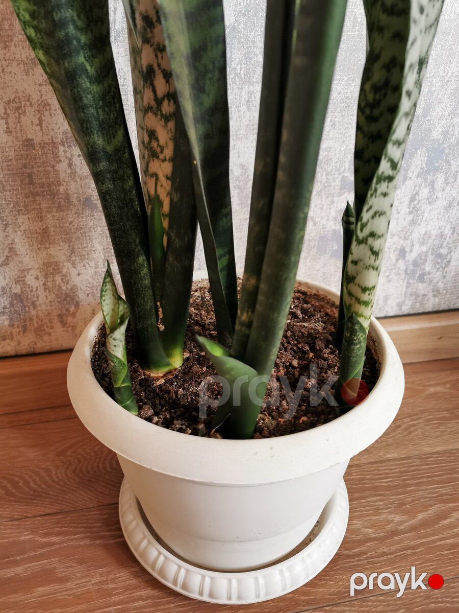 Sansevieria qılınc bitkisi — Bitkilər, Bakı (3)