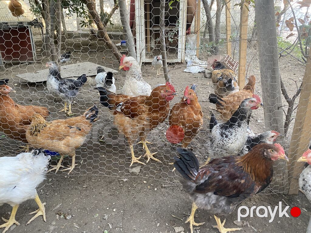 Böyüklər 2kq 15 manat Balacalar 10 manat Təmiz Kənd Xoruzlarıdı — Toyuq və xoruz, Qobu (3)