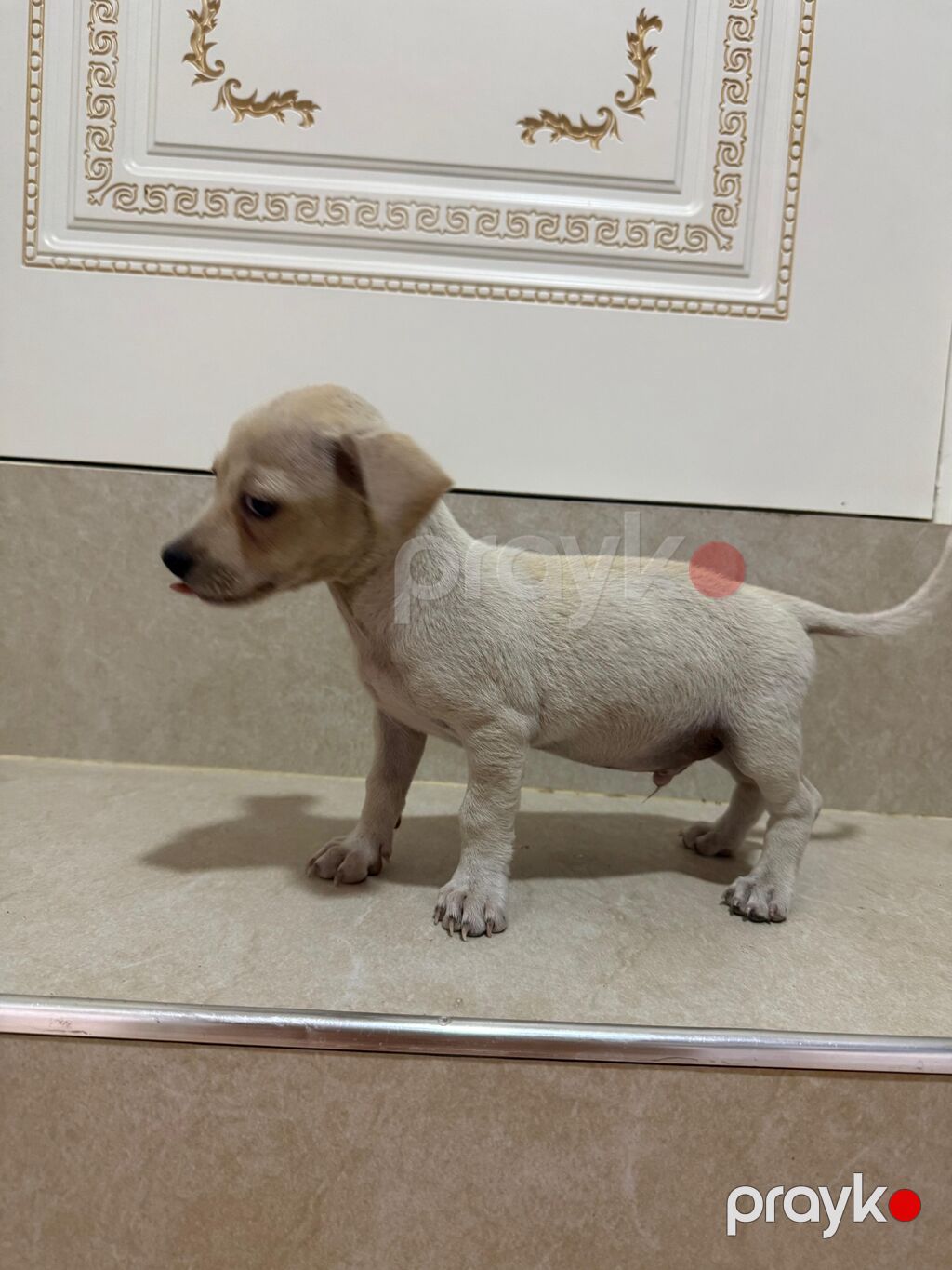 Zvonok, 2 ay, Erkək, Peyvəndli, Ünvandan götürmə, Ödənişli çatdırılma — Köpəklər, Bakı (2)