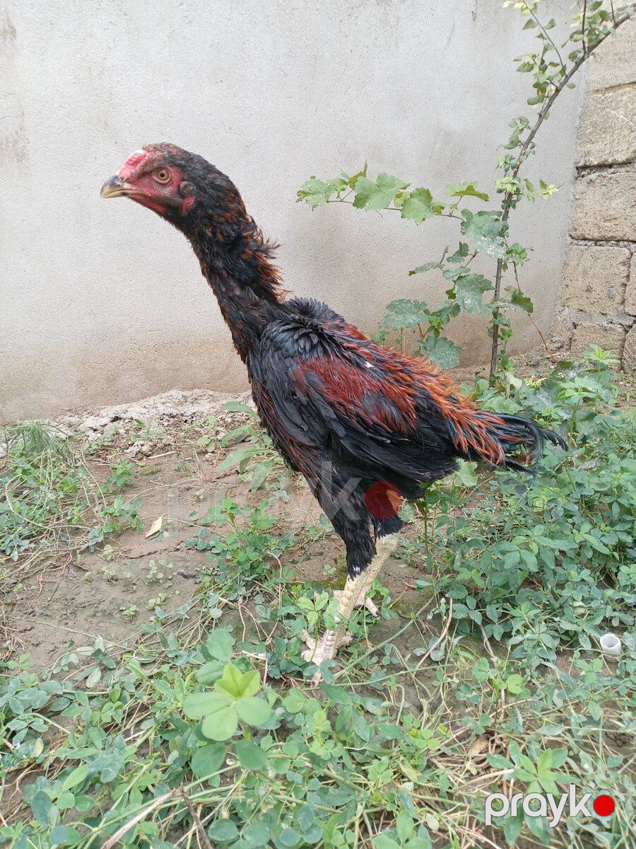 Heyratı çolpalar — Quşlar, Xırdalan (9)