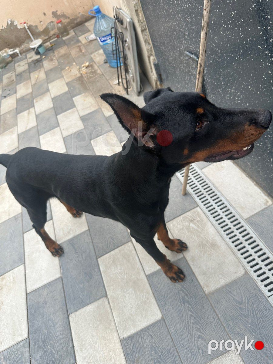 Doberman — Köpəklər, Bakı (6)