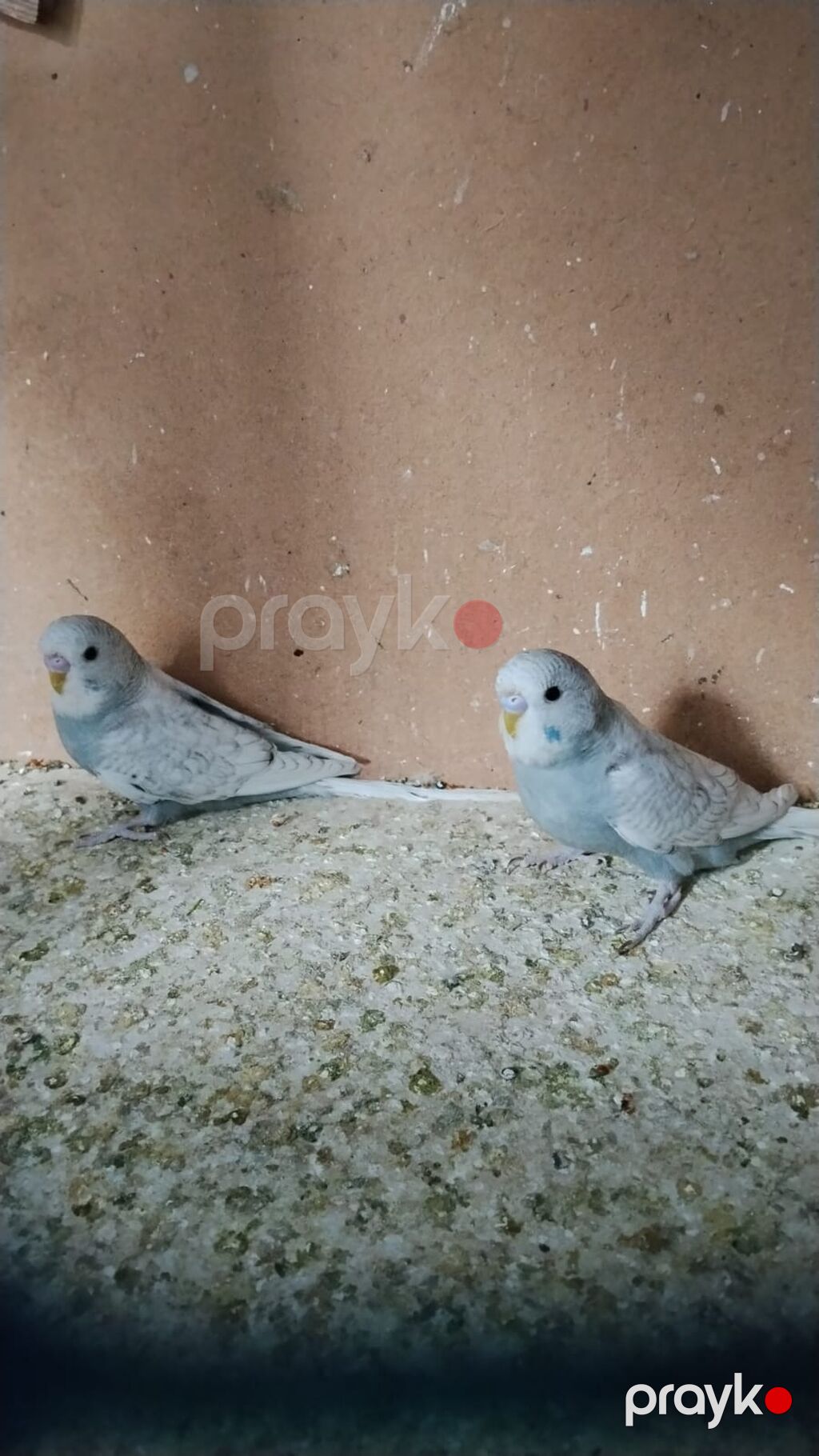 Dalmatin və rəngarəng dalğalı (muhabbet) papağanlar - Növ: Dalğalı — Digərləri, Digah (5)