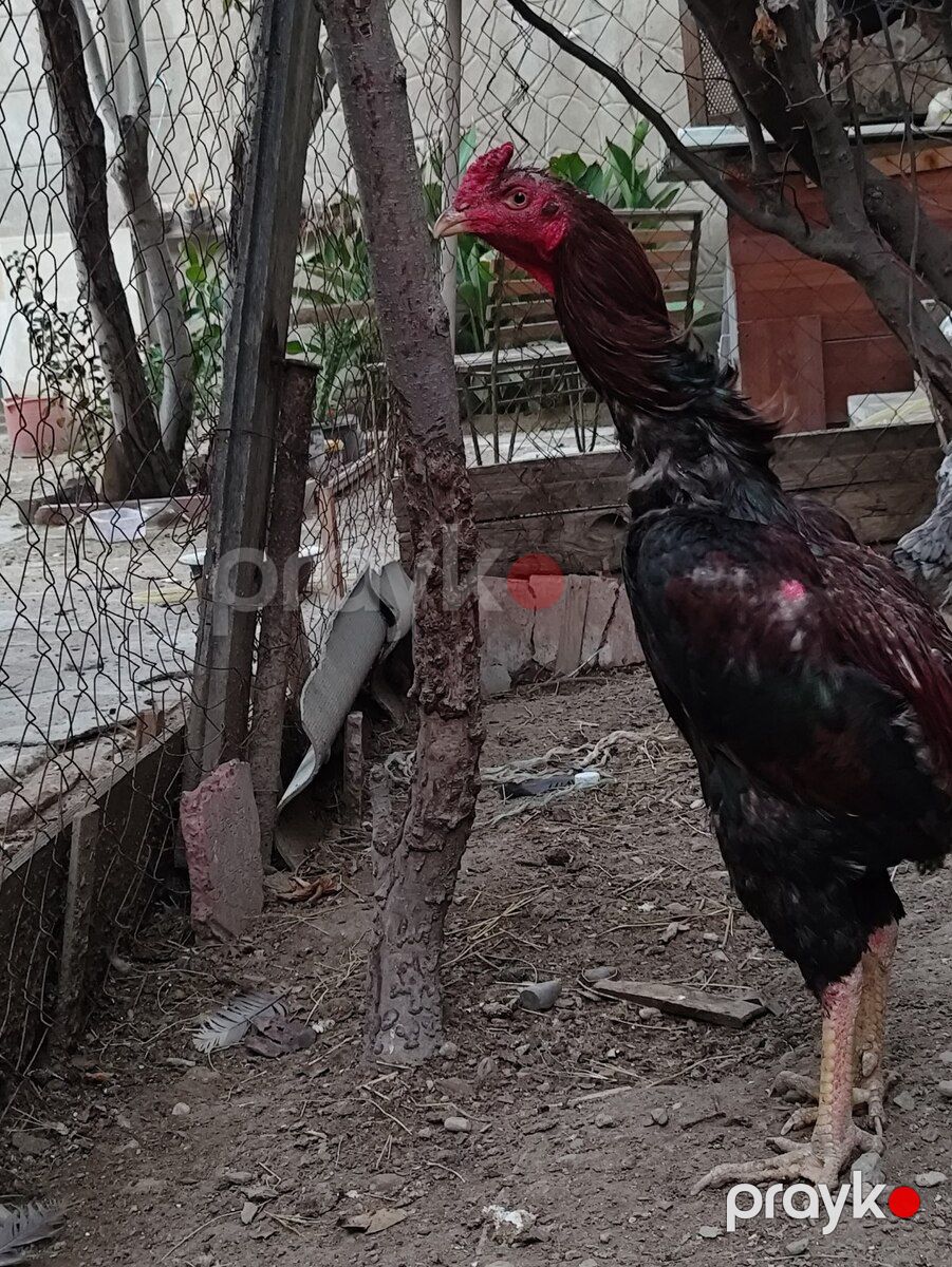 Heyratı beçə — Quşlar, Bakı (3)