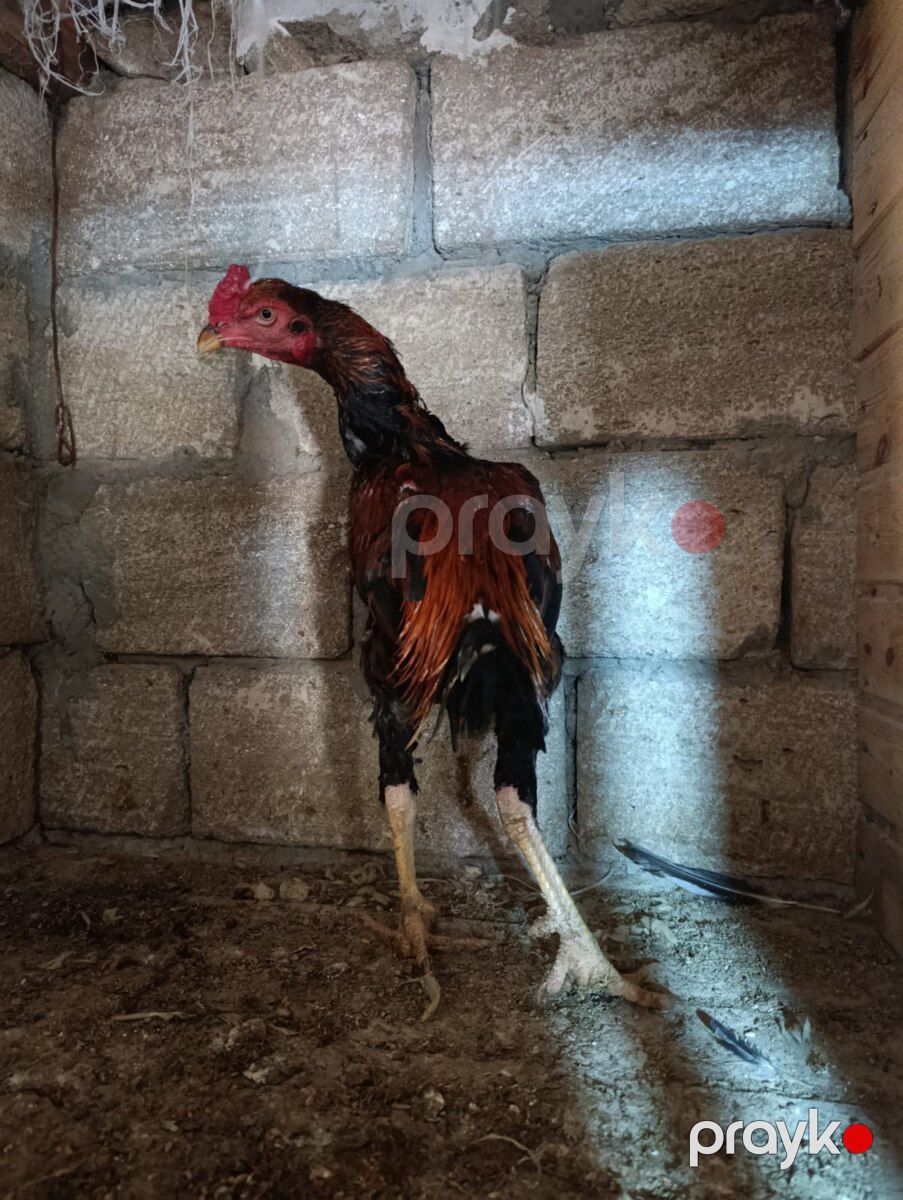 Heyratı xoruzlar — Quşlar, Sumqayıt (4)