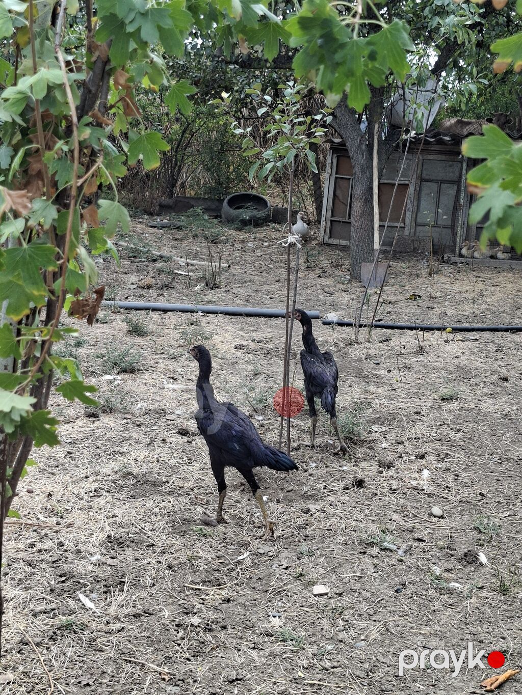 Heyratı 4 aylıqdılar fərə çoxdu xoruxu ikidənədi bir cütü yəni iksi — Digərləri, Cəlilabad (2)