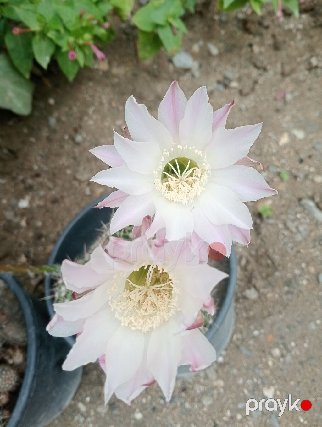 Çiçəkli kaktus – Echinopsis (saksıda) - Növ: Echinopsis (lobivioid — Qapı bitkələri, Digah (3)