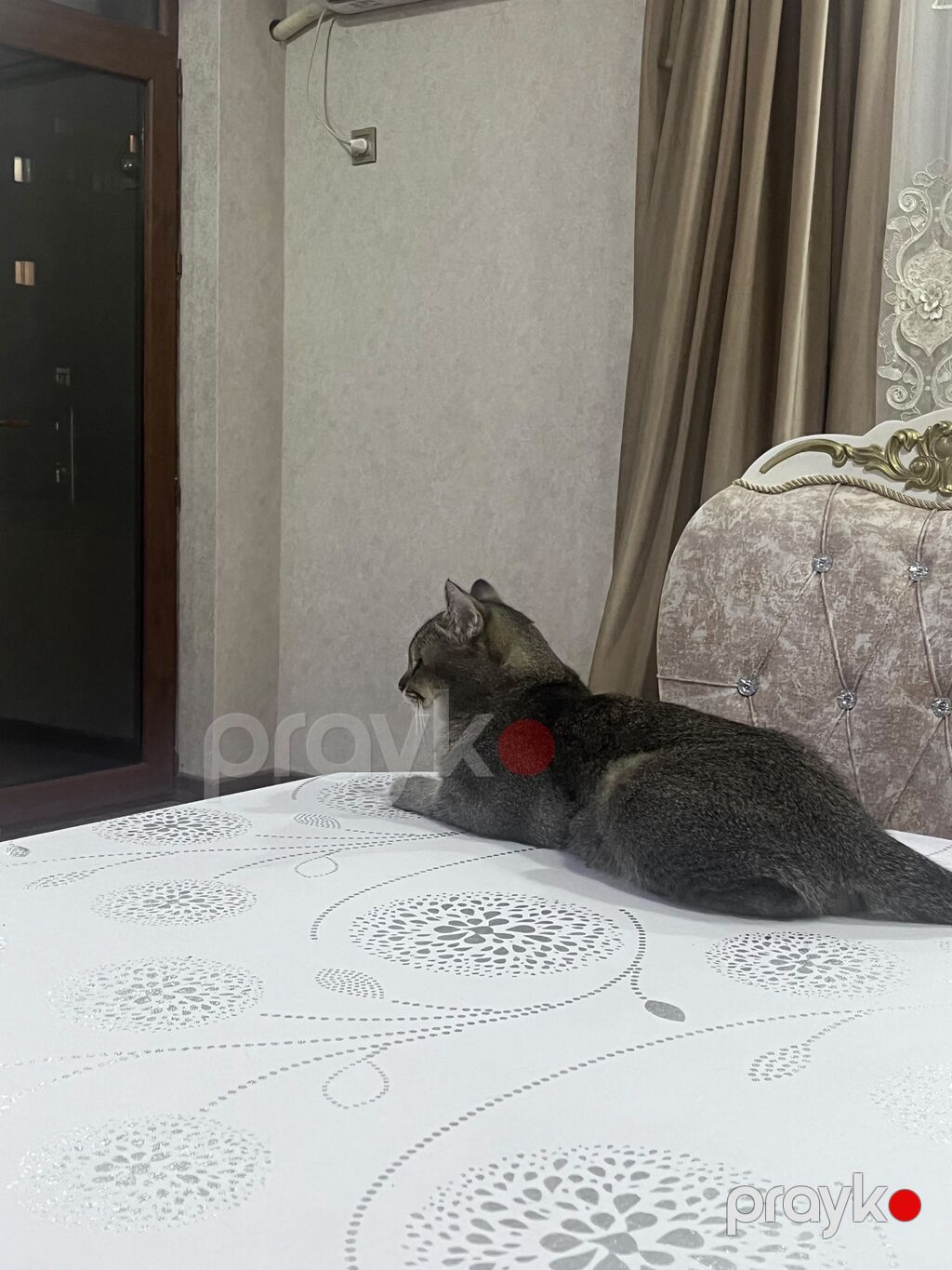 Tabbi, Erkək, Yaxşı əllərə — Pişiklər, Digah (4)