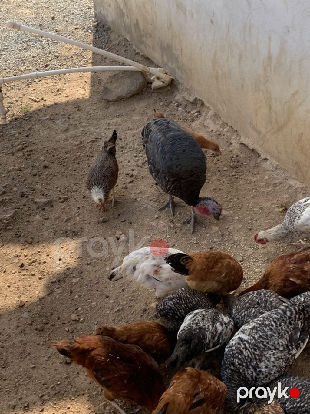 Qarışıq ev quşları satılır - Hind toyuqları (hinduşka və paltarlı — Digərləri, Gəncə (2)