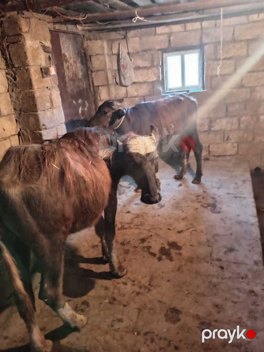 Camış balası — Kənd təsərrüfatı heyvanları, Şamaxı (4)