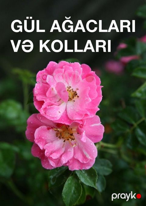 Gül ağac-kol tingləri — Bakı