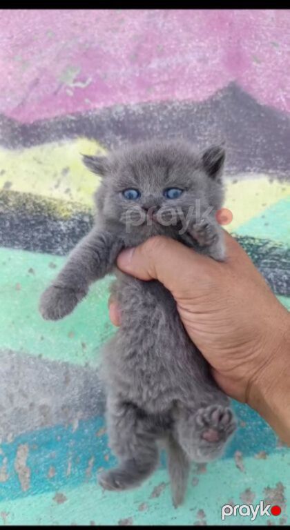 Британские котята — Pişiklər, Bakı (2)