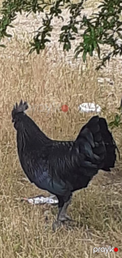 Ayam Cemani toyuğu — Bakı