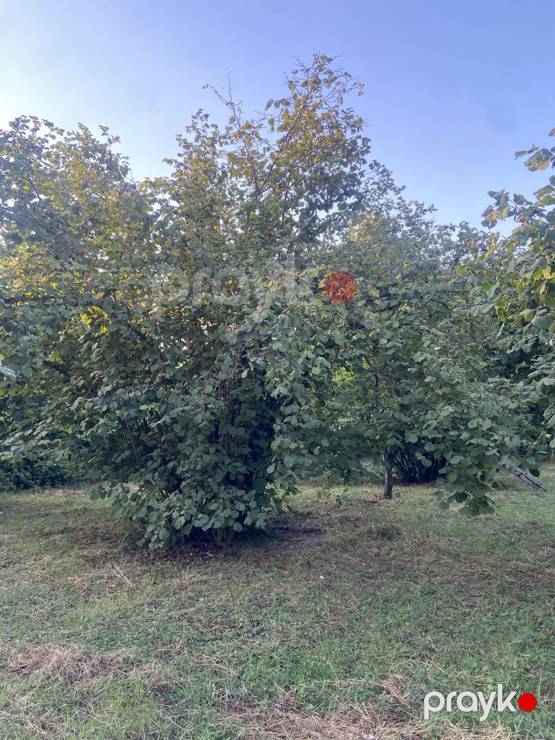 Satılır torpaq 48 sot — Torpaq, Qəbələ (3)