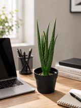 Süni aloe vera — Florence Decor