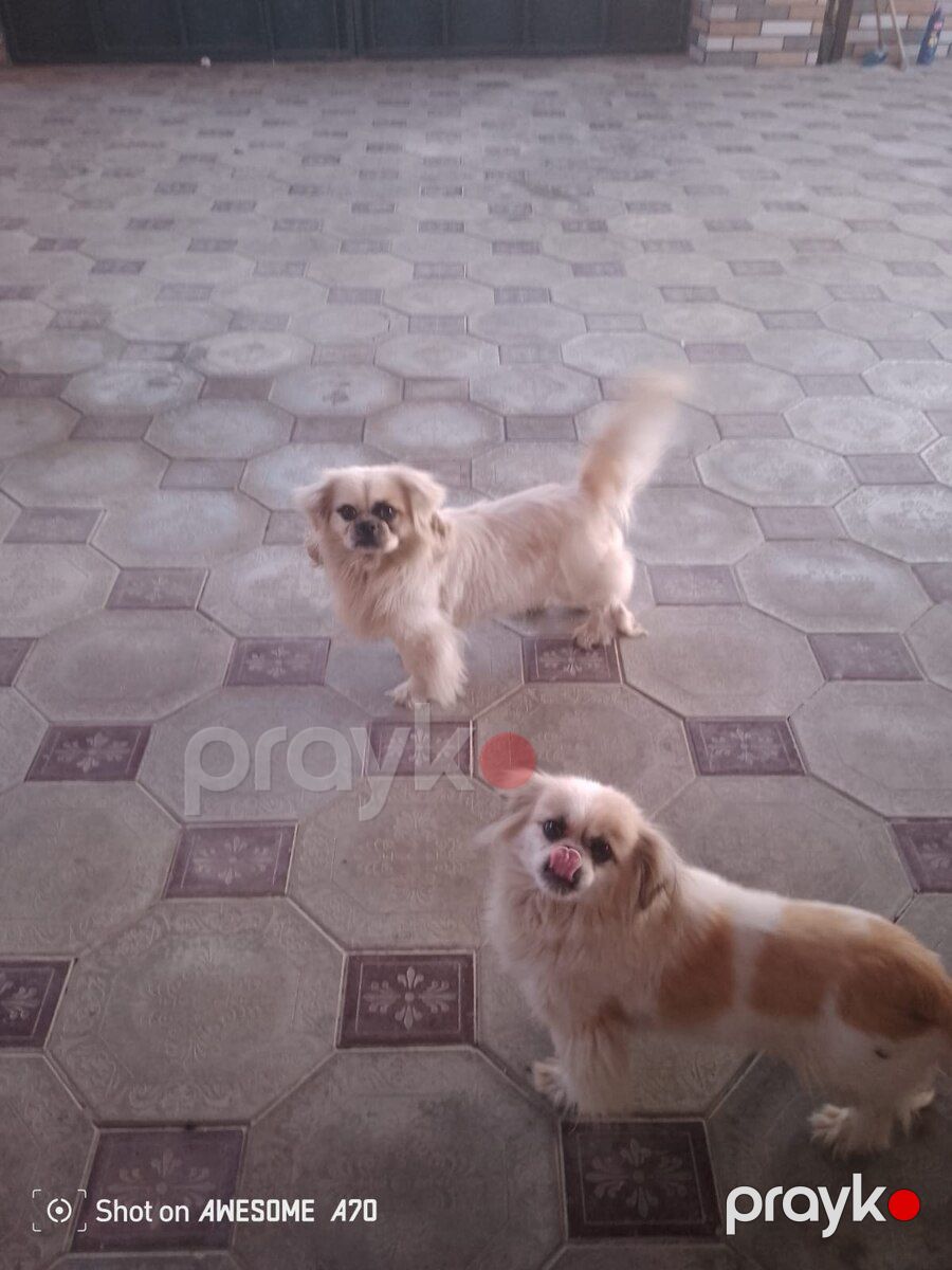 Pekines — Köpəklər, Sumqayıt (3)
