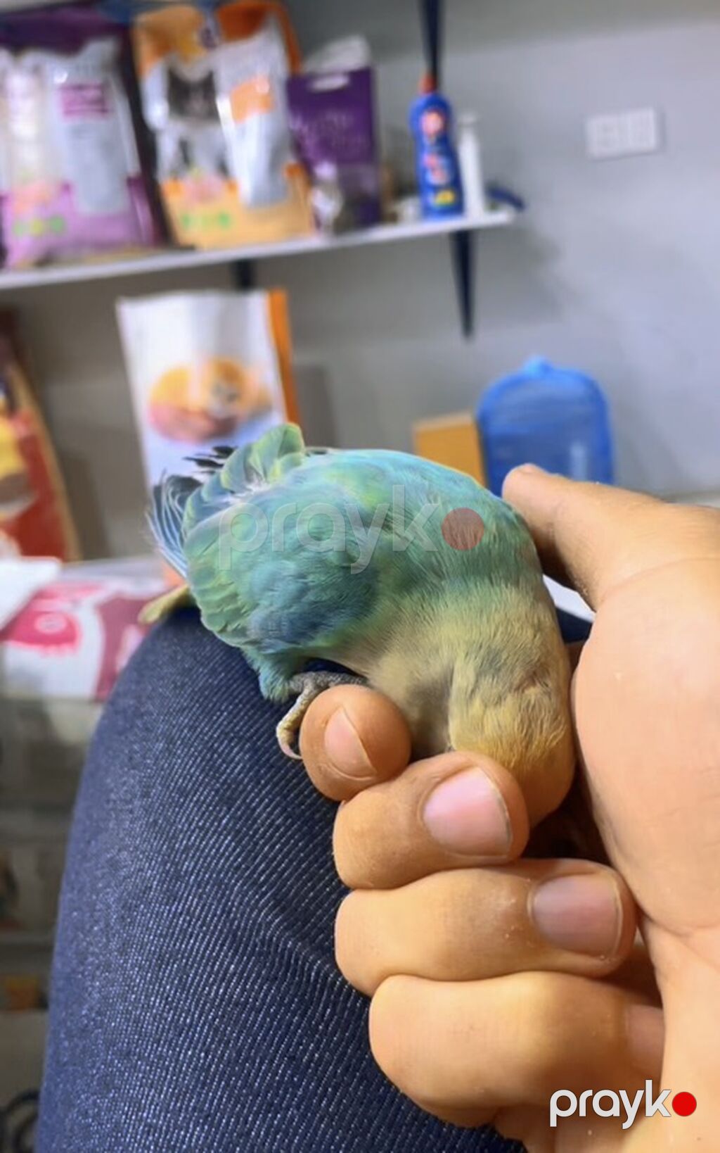 Növ: Agapornis (sevgi quşu) – əl öyrədilmiş Rəng: açıq sarı baş — Tutyun papağayı, Digah (4)