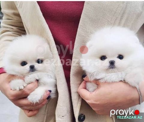 Pomerian Spitz 2 ay bala — Bakı