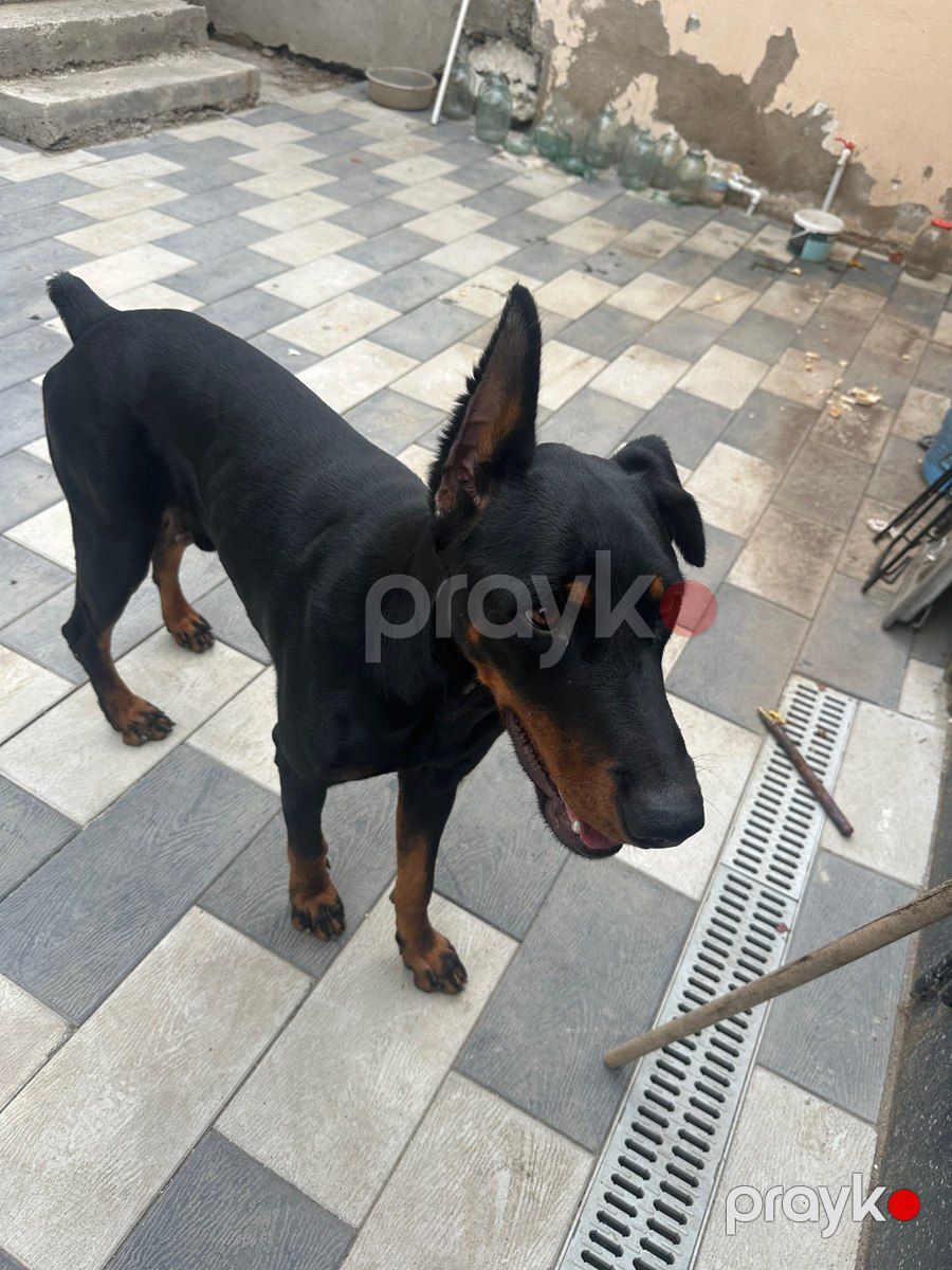 Doberman — Köpəklər, Bakı (4)