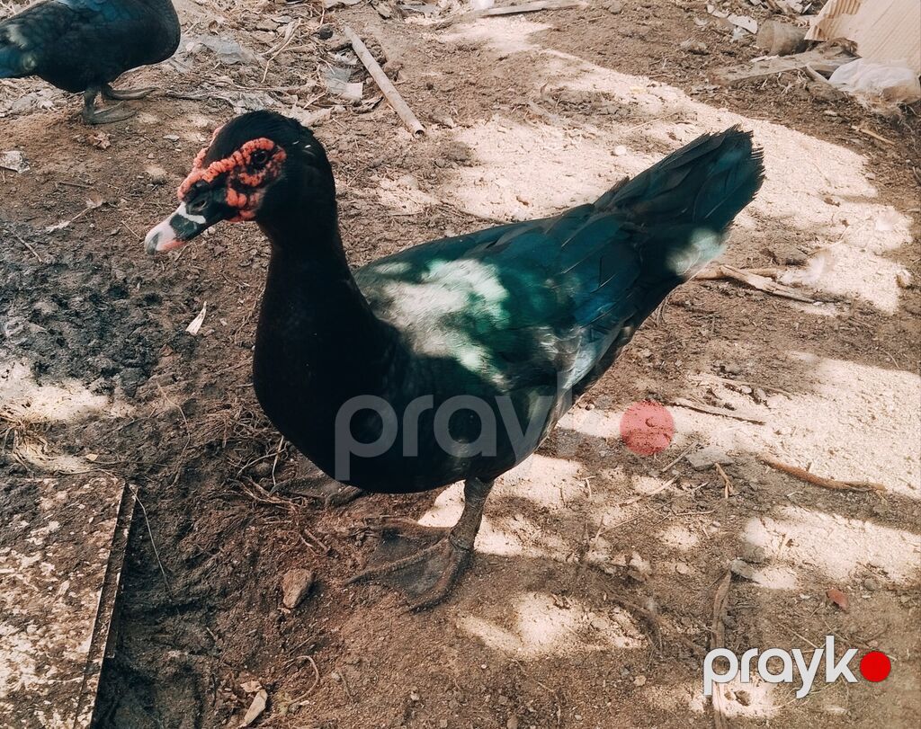 Amerkan sortu zumrudu erkeyler satilir.9 ayligdi — Digərləri, Digah (4)
