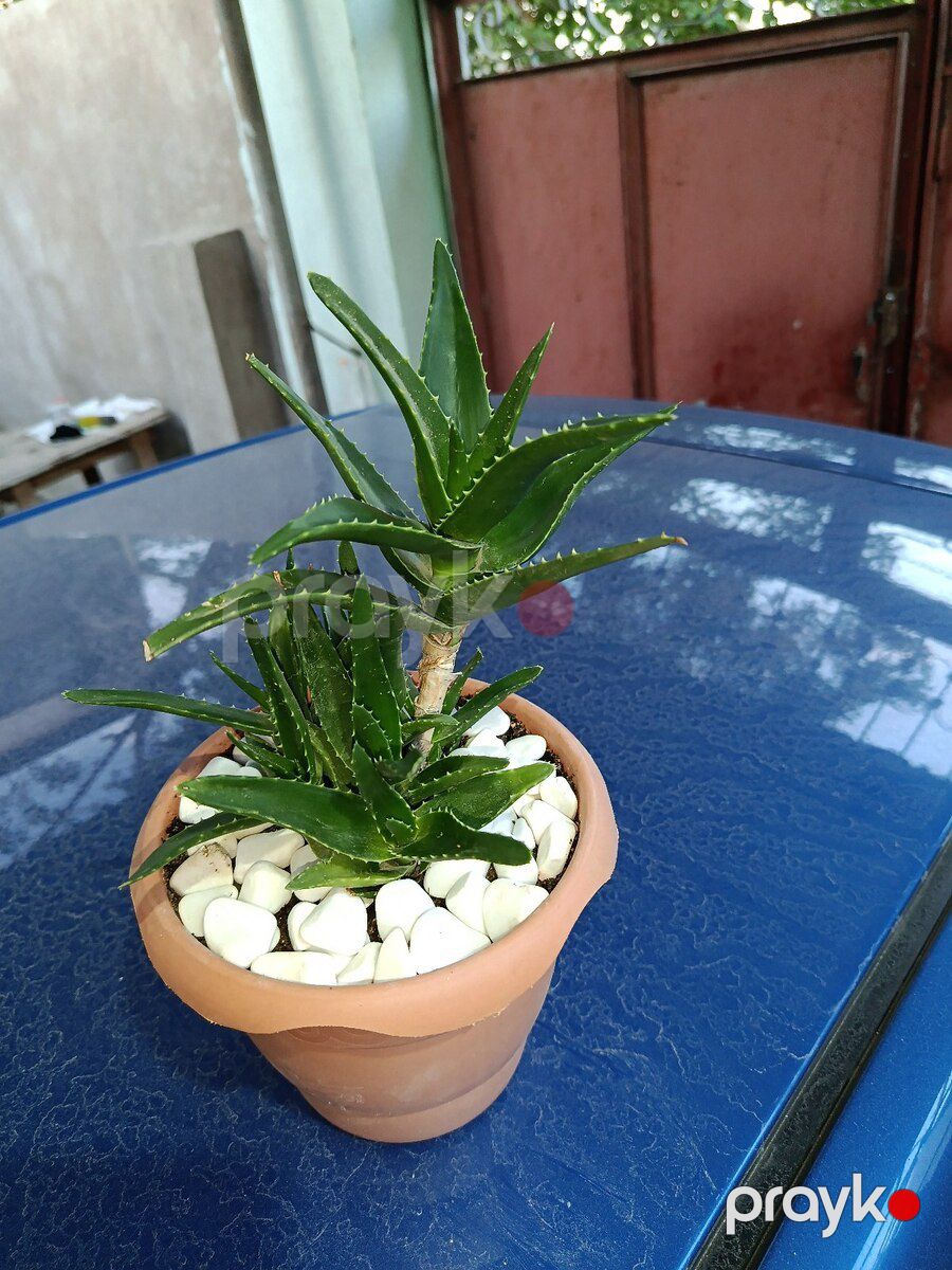 Aloe arborescens — Bitkilər, Xırdalan (2)