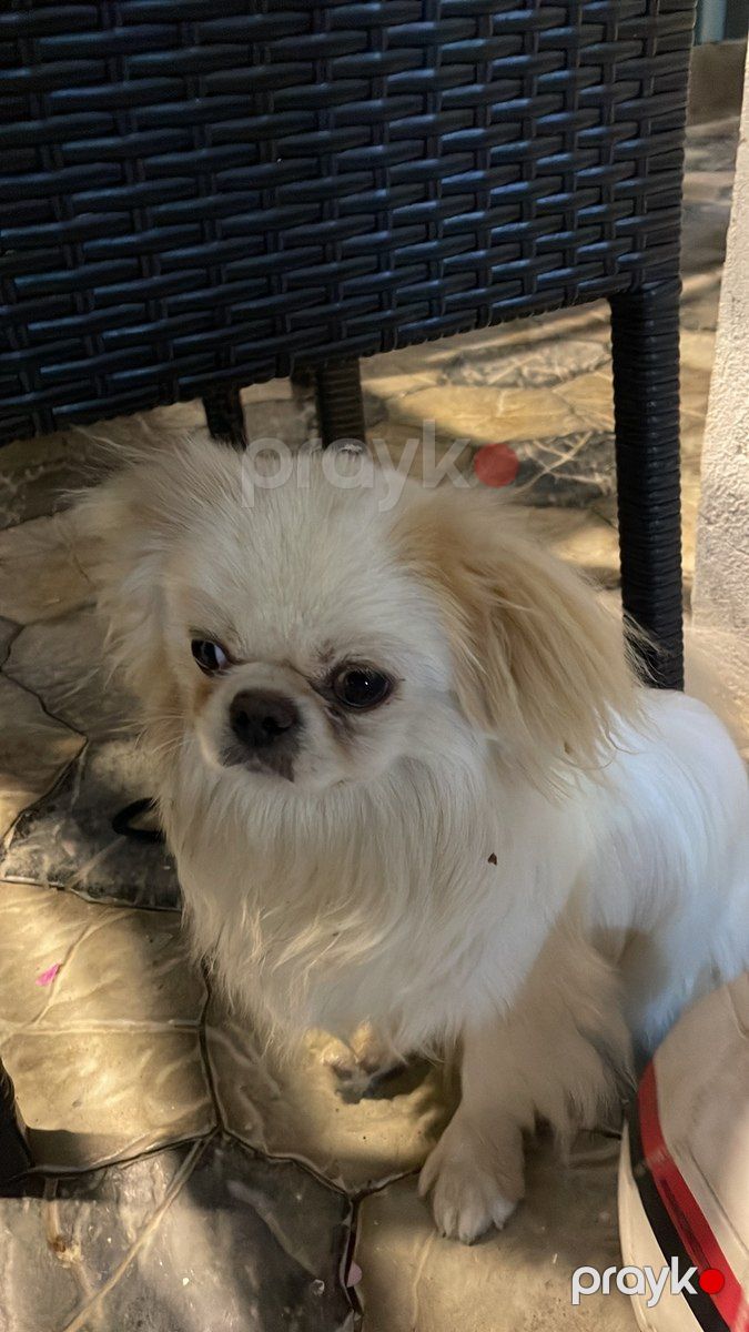 Pekines — Köpəklər, Bakı (3)