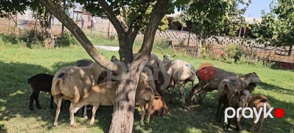 Dişi, il: 1, Damazlıq, Pulsuz çatdırılma — Kənd təsərrüfatı heyvanları, Yevlax (4)