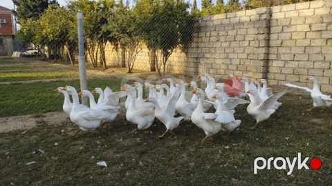 Linda qazları — Bakı