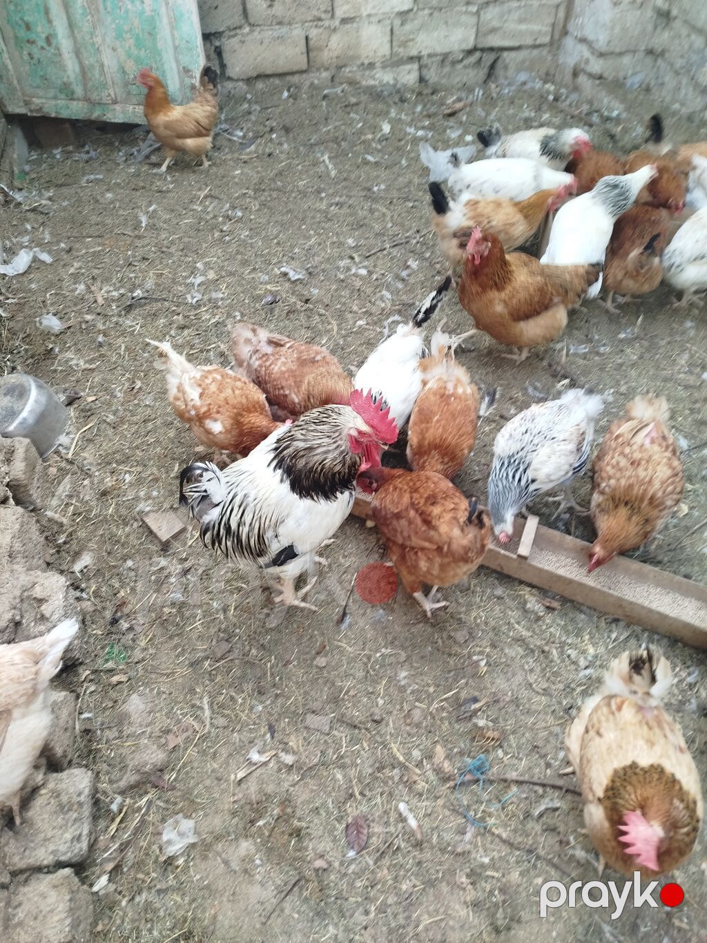Toyuq, Yumurtalıq — Toyuq və xoruz, Digah (4)