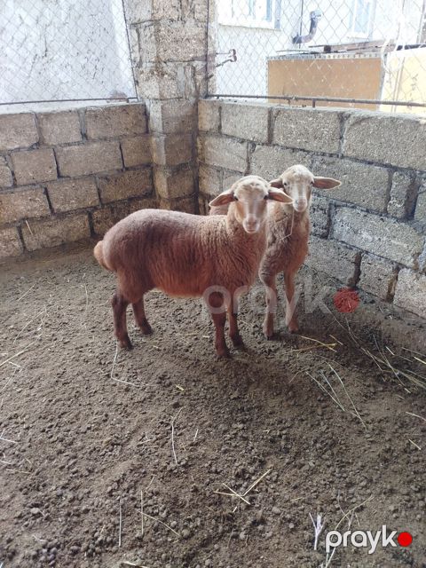Quzu — Xaçmaz
