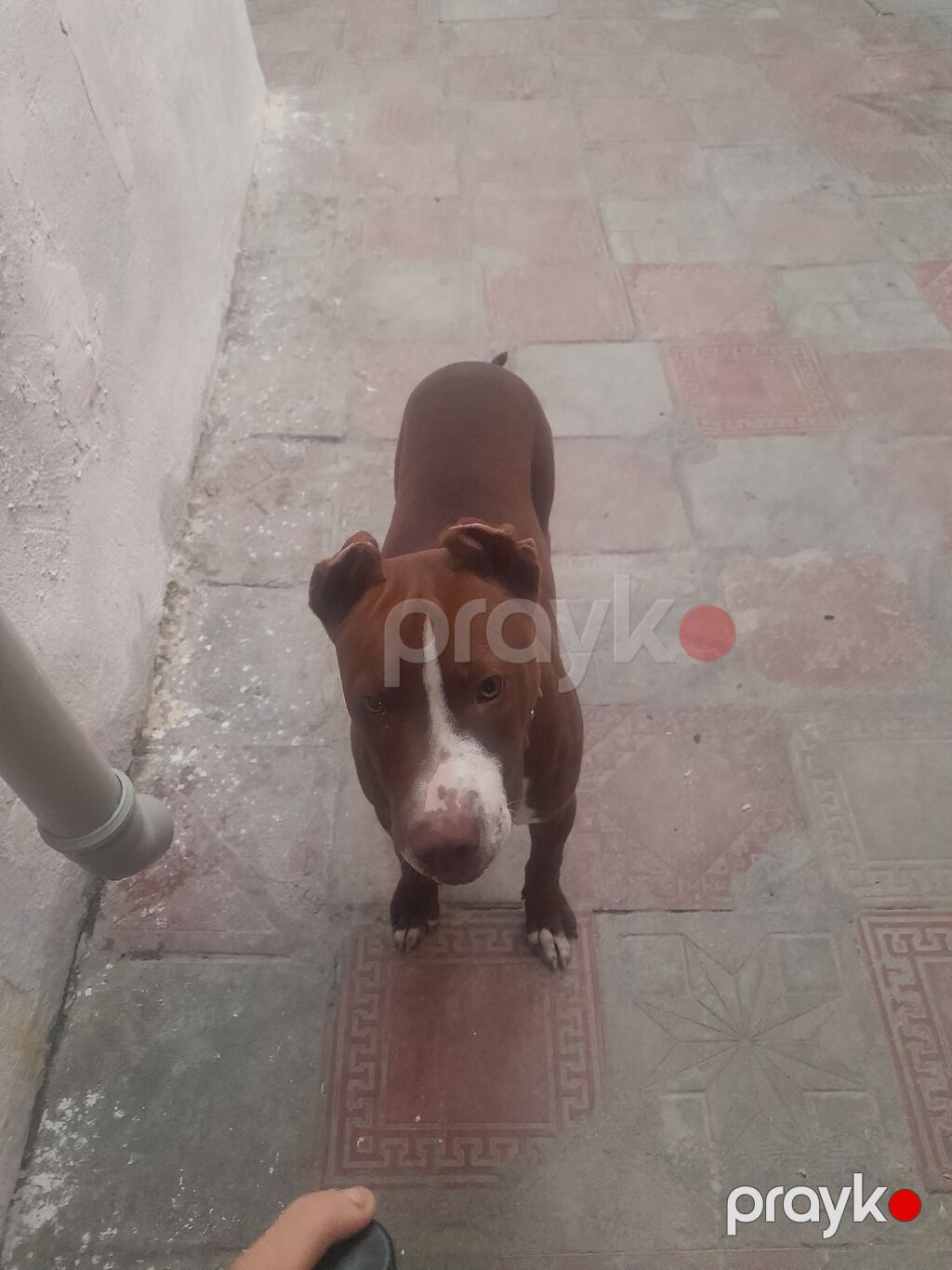 Pitbul, 5 ay, Dişi — Köpəklər, Masazır (3)