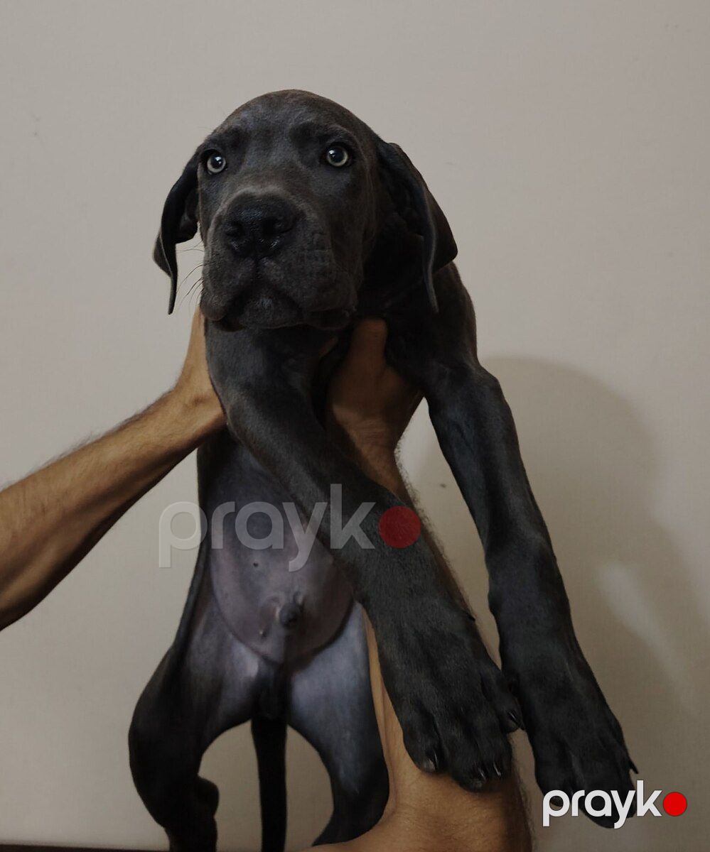 Kane Korso balası — Köpəklər, Bakı (6)