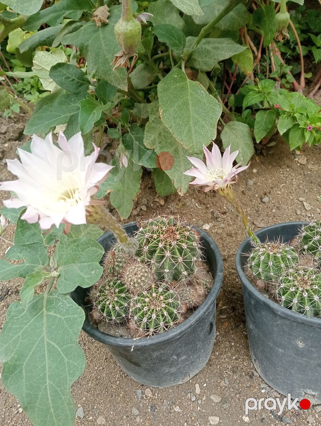 Çiçəkli kaktus – Echinopsis (saksıda) - Növ: Echinopsis (lobivioid — Qapı bitkələri, Digah (2)