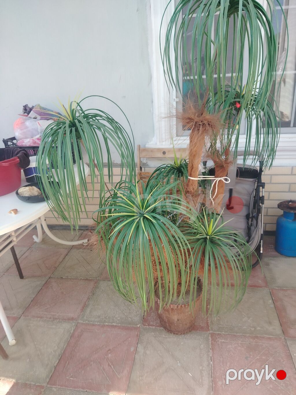 Nolina (Beaucarnea recurvata) – “Fil ayağı” dekorativ otaq ücün Palma — Qapı bitkələri, Bakı (2)