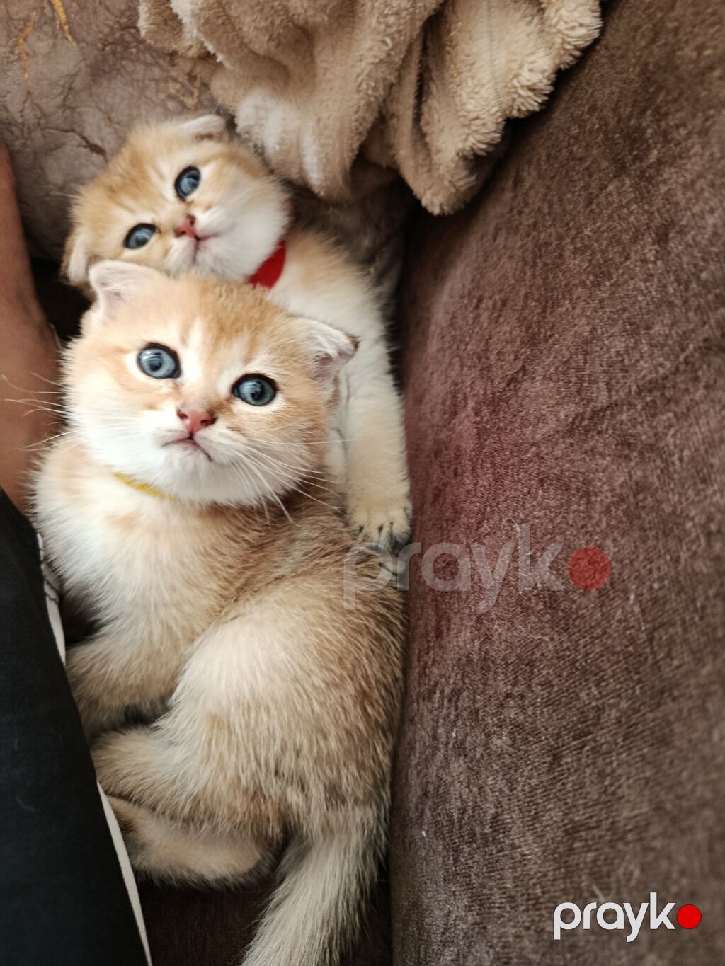 Britan yastı qulaq — Pişiklər, Bakı (2)