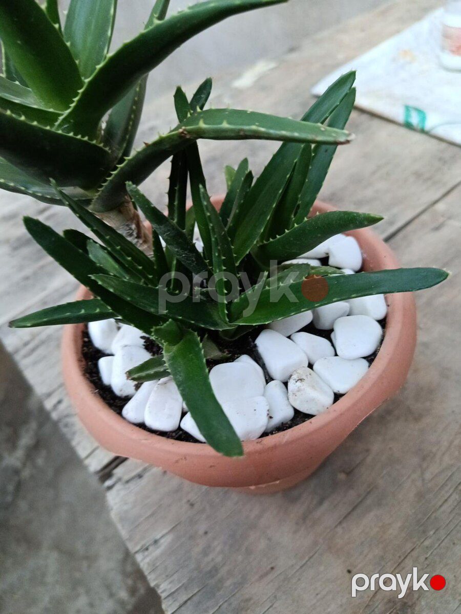 Aloe arborescens — Bitkilər, Xırdalan (3)