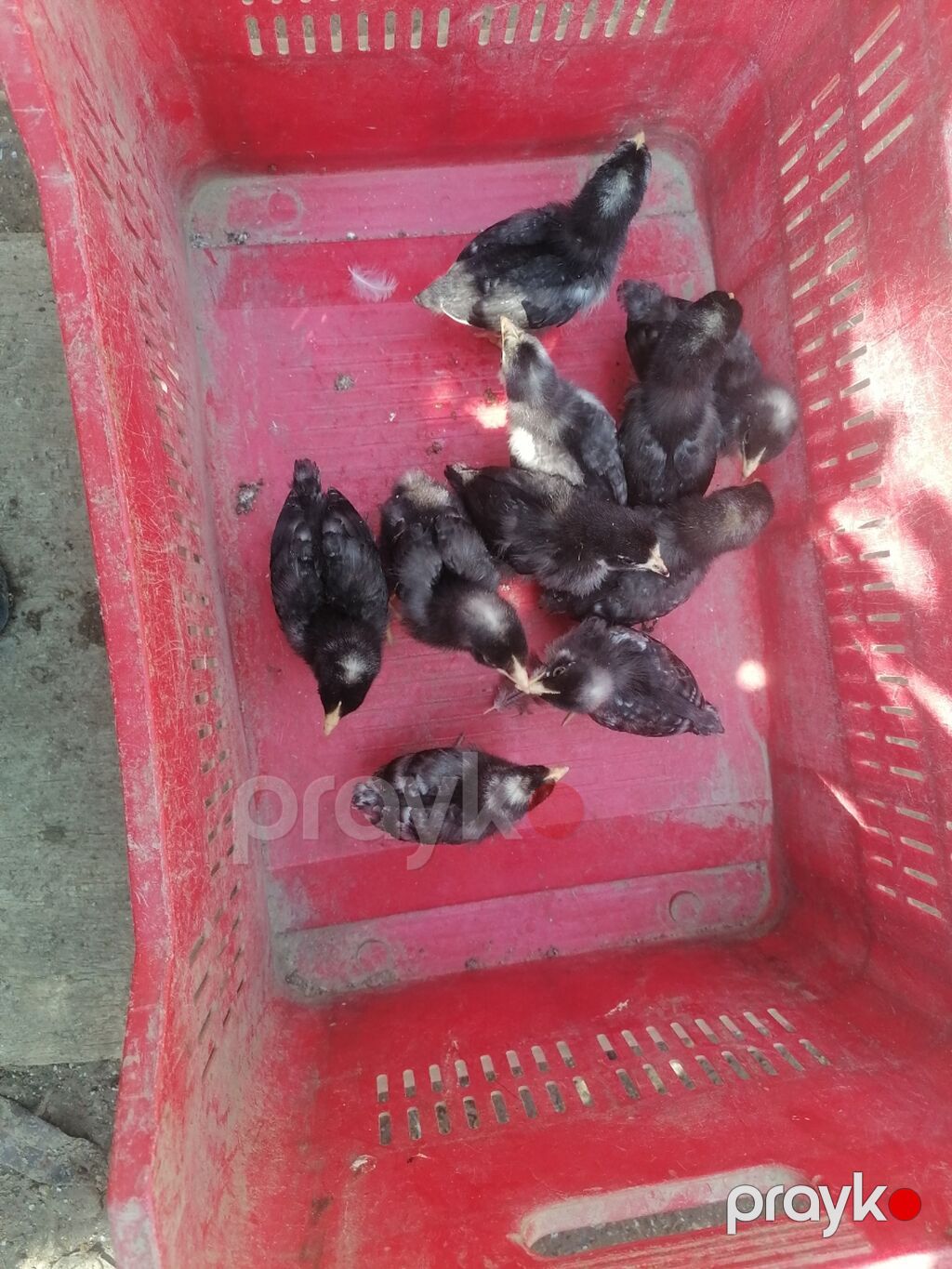 Toyuq cücələri, Damazlıq, Ünvandan götürmə, Ödənişli çatdırılma — Toyuq və xoruz, Novxanı (4)