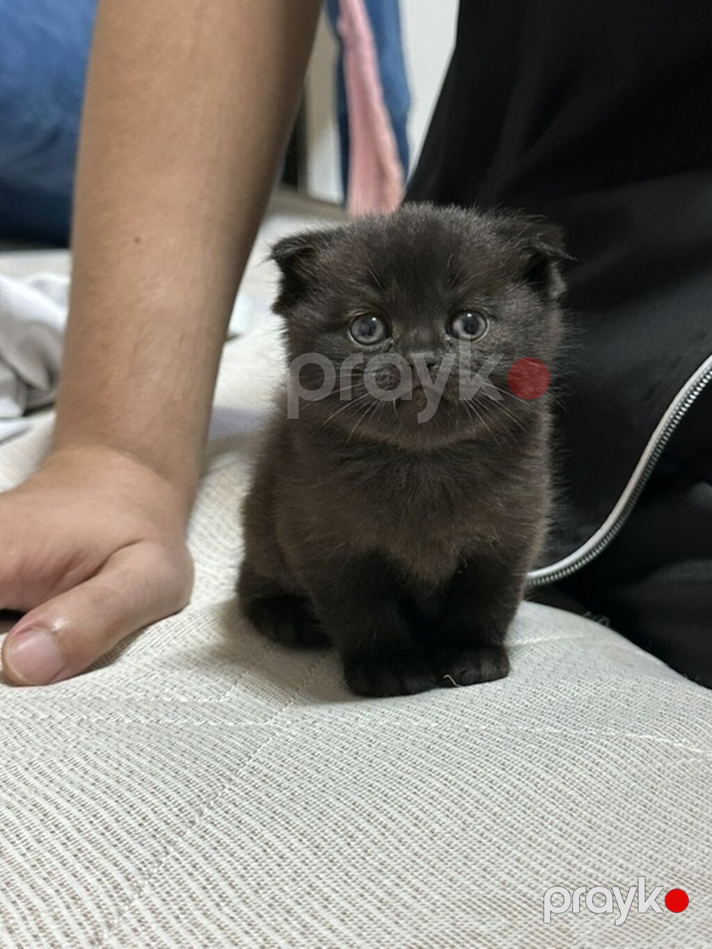 Şotland yastı qulaq, Dişi, Yaxşı əllərə, Ünvandan götürmə, Ödənişli çatdırılma — Pişiklər, Bakı (2)